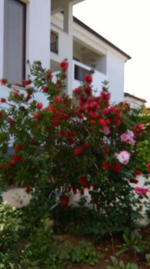Apartmán Mimoza Umag